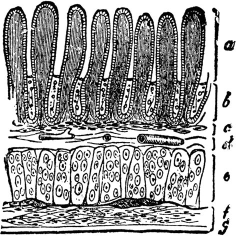 Villi of the Small Intestine | ClipArt ETC