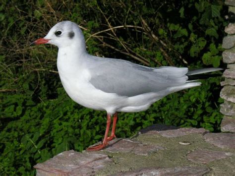 Black Headed Seagull - Larus ridibundus (Seabird and Coastal bird images)