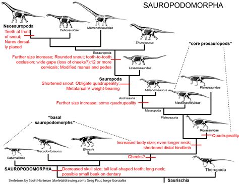 Sauropodomorpha - Alchetron, The Free Social Encyclopedia