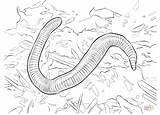 Earthworm Coloring Page Coloring Pages sketch template