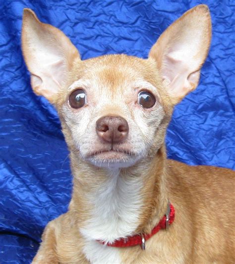 Chihuahua dog for Adoption in Cuba, NY. ADN-641781 on PuppyFinder.com Gender: Female. Age ...