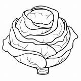 Cabbage Coloring Stock Illustrations – 555  sketch template