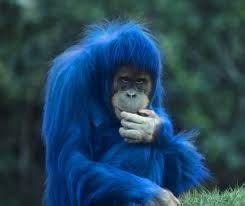 blue baboon | Blue Water Baboon Farm | Monkey pictures, Monkey, Animals