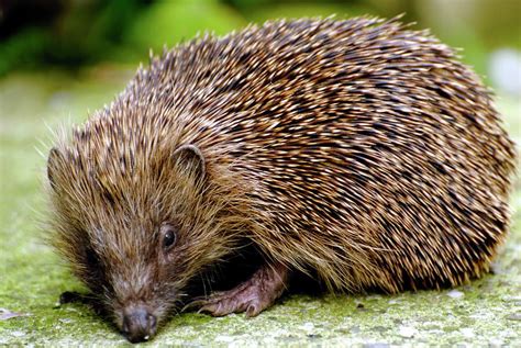 Hedgehog Erinaceus Europaeus Photograph by Ian Gowland/science Photo Library - Fine Art America