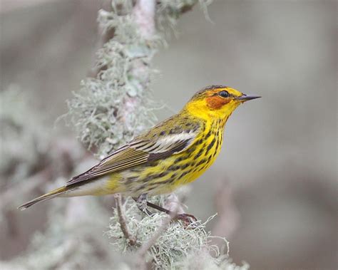 Warblers/Cape_May_Warbler_male