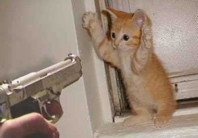 Funny cats #1. Funny photo of Cat Being Held Up at Gunpoint