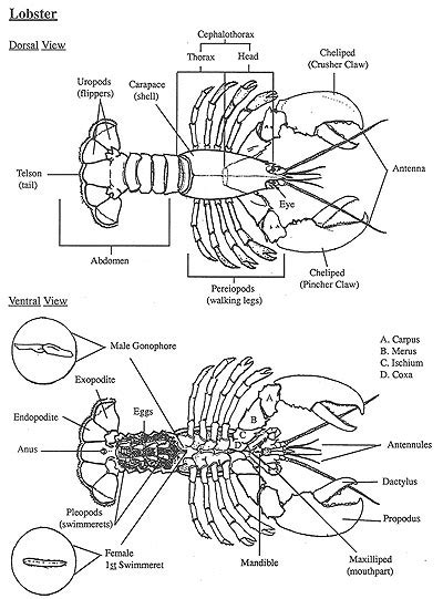 The American Lobster