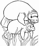 Cute Manatee Coloring Page Coloring Pages sketch template
