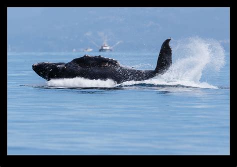 Breaching Humpback | RobsBlogs