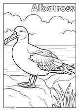 Albatross Coloring Pages Free Printable PDFs  WakeTheKids sketch template