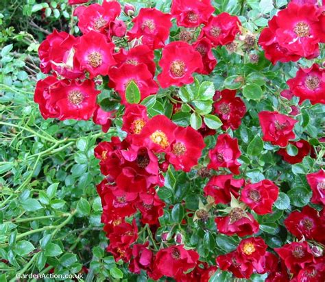 Ground cover Roses explained clearly.