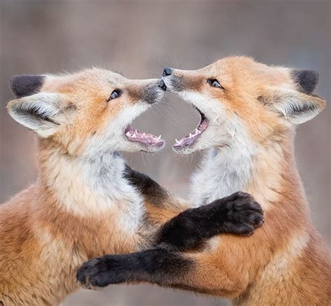 Fox of the Day #9. Two adorable siblings to make you smile : r/foxes