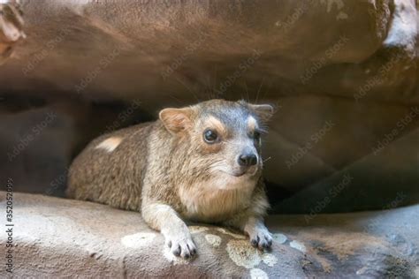 Yellow-spotted rock hyrax is a species of mammal in the family ...