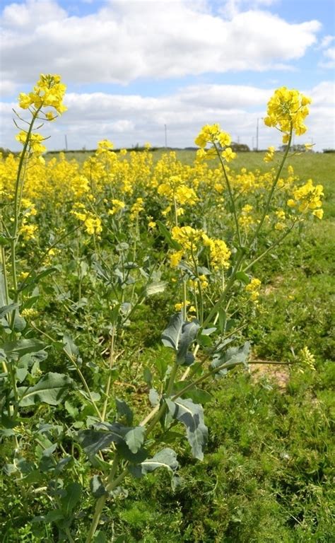 Rapeseed Plant by F16CrewChief on DeviantArt