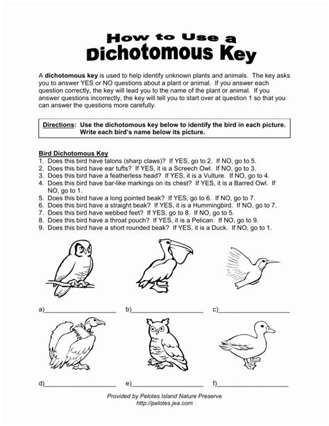 Dichotomous Key Worksheet Pdf Unique Dichotomous Key Worksheet with Minions by – Chessmuseum ...