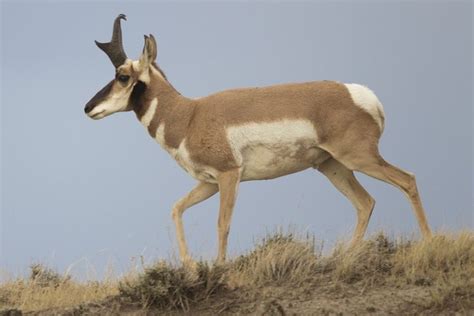 Pronghorn Facts, Habitat, Diet, Life Cycle, Baby, Pictures