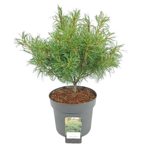 Pinus strobus 'Tiny Curls' — Рослини оптом FlorAccess