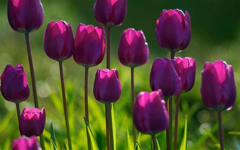 wallpapers: Purple Tulips Flowers Wallpapers