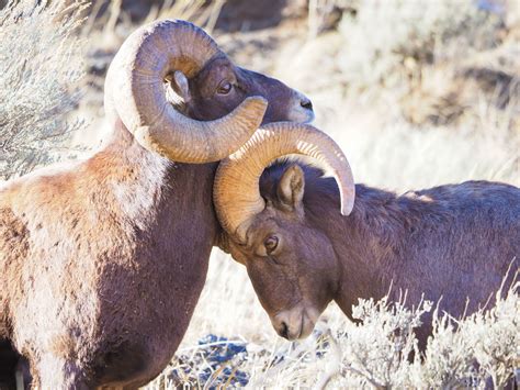 Where to find Yellowstone Wildlife - A Yellowstone Life