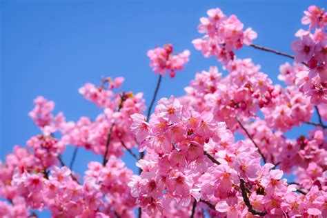 Savoring Cherry Blossom Season in Japan - Country Walkers