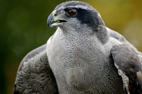 Northern Goshawk