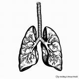Lungs Coloring Pages  Free & Printable sketch template