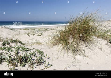 Sand dunes, dune vegetation, Portuguese Atlantic coast, Praia d'el Rey ...