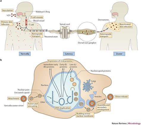 VZV life cycle and replication. a | Model of the varicella zoster virus... | Download Scientific ...