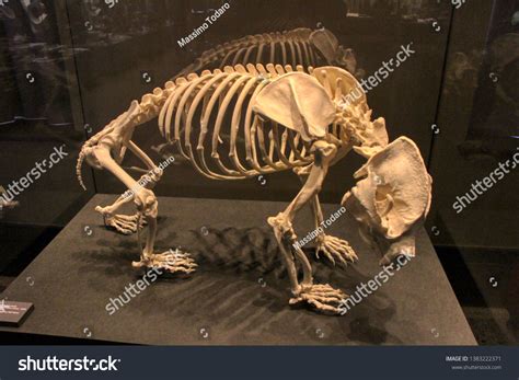 Panda Skeleton Natural History Museum Museum Stock Photo 1383222371 | Shutterstock