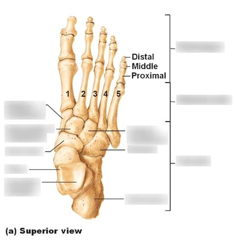 Tarsal anatomy Diagram | Quizlet