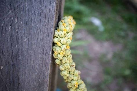 Medicinal Uses of Mullein — Grow, Harvest, and Use - Amy K. Fewell