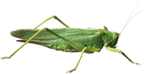 Collection of PNG Locust. | PlusPNG