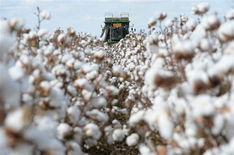 Australia's Cotton Industry Celebrated - Orchard Tech