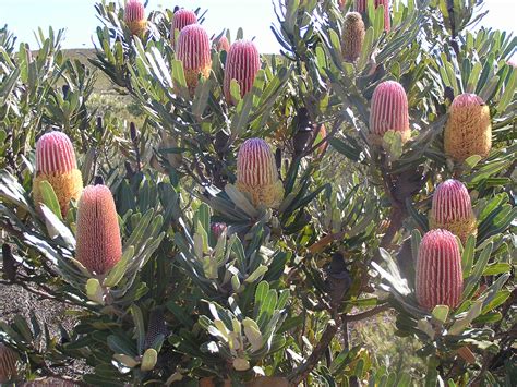 Dwarf Firewood Banksia - Banksia menziesii Dwarf - Nativ by Plantrite