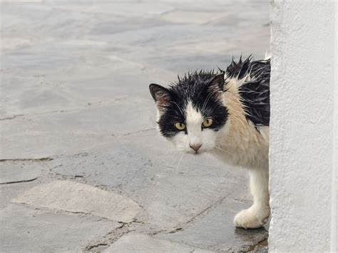 What Does it Mean When a Stray Cat Comes To Your House?