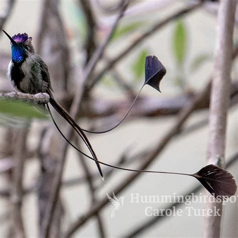 Marvelous Spatuletail | Hummingbird Facts Information | Hummingbird Feeder | Bird Photography