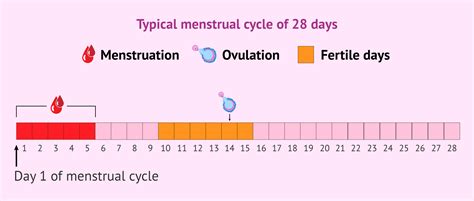 Menstrual Cycle Chart Fertile Days