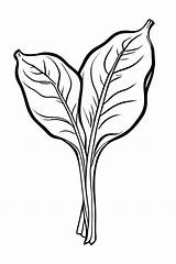 4 Spinach Coloring Pages For Kids  ShadeMaze sketch template
