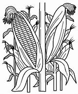 Cornstalk In The Corn Field Coloring Page  Kids Play Color sketch template