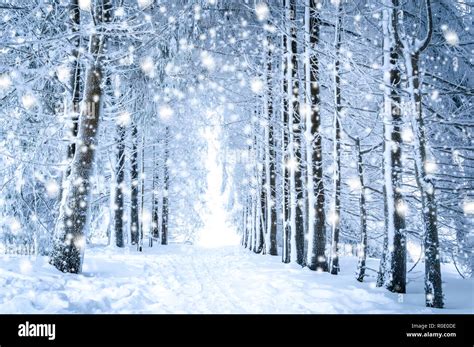 Magical winter landscape: path between snowy trees in forest with ...