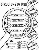 DNA Structure Coloring Page By Corvidae  TPT sketch template