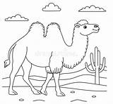 Cute Bactrian Camel Animal Outline On Desert Background Coloring Page  sketch template