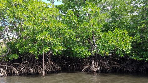 ECU’s David Lagomasino to Help Assess Everglades Mangrove Recovery Post-Hurricane Irma | Coastal ...