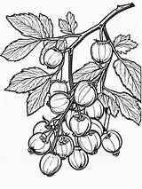 Fruit Coloring Pages  Gooseberry Branch With Berries sketch template