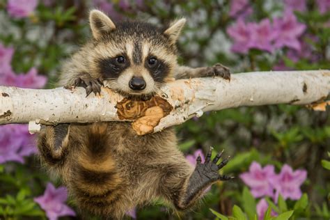 Raccoon kit playing – Baby raccoons are called kits or cubs and are usually born in the early ...