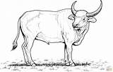 Carabao Coloring Page Sketch sketch template