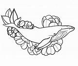 Humpback Whale Coloring Pages Coloring Pages sketch template