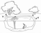 Coloring Pond Stock Illustrations – 1771  sketch template
