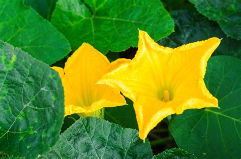 Pumpkin Blossoms: More Than Just a Flower - Garden.eco