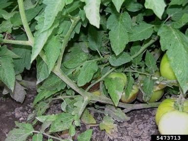 5 Common Tomato Root Problems and Solutions | OFAGS